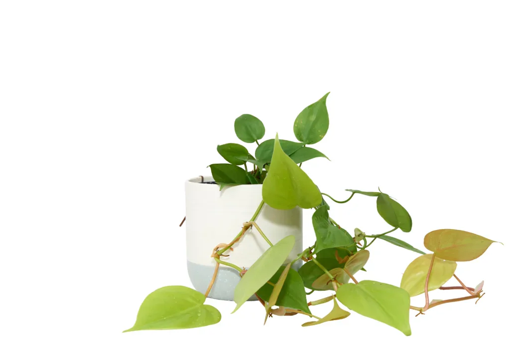 Filodendron srdčitý