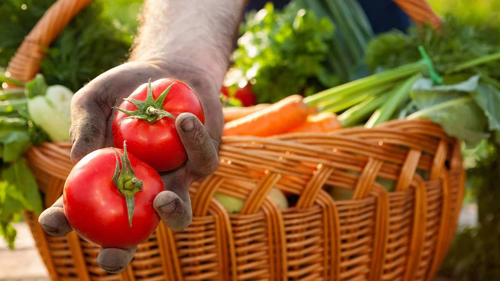 Tajemství bohaté úrody rajčat: 1 lžíce tohoto domácího hnojiva a sklidíte plné košíky