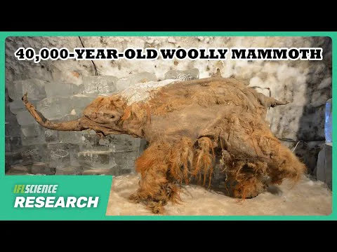 Video k článku ZDE