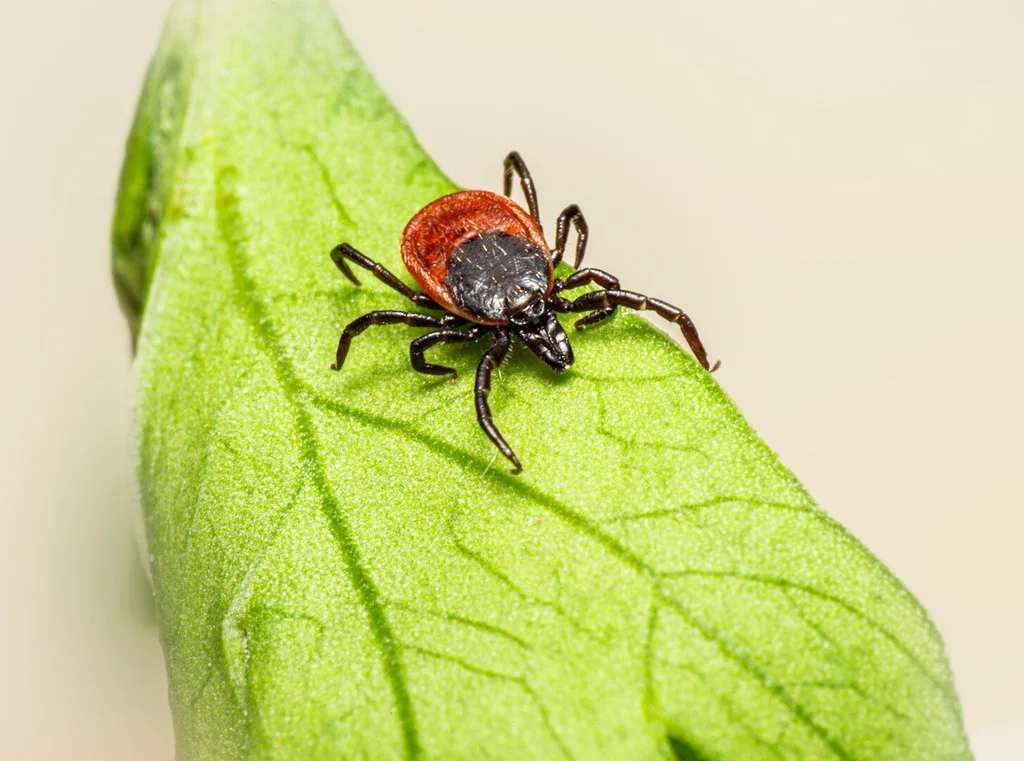 A tick rests on a green leaf.