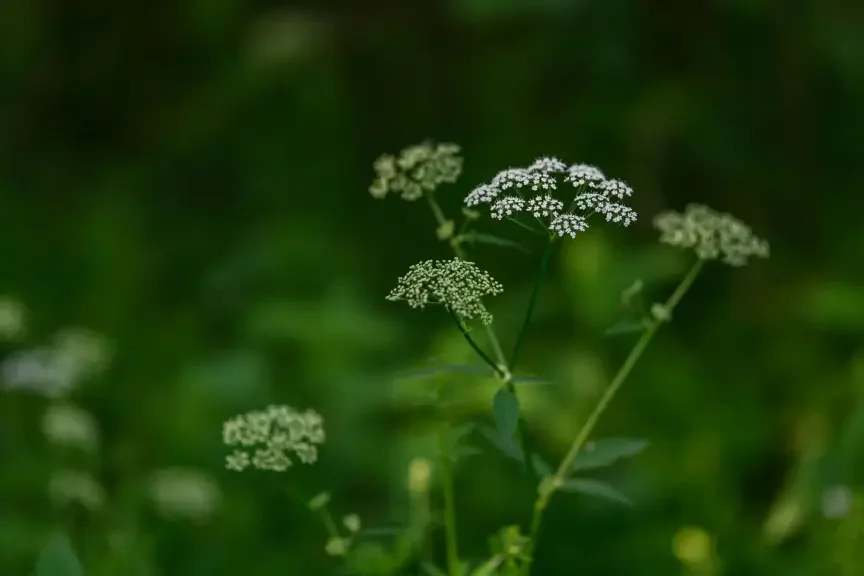 Jak poznat bršlici kozí nohu?