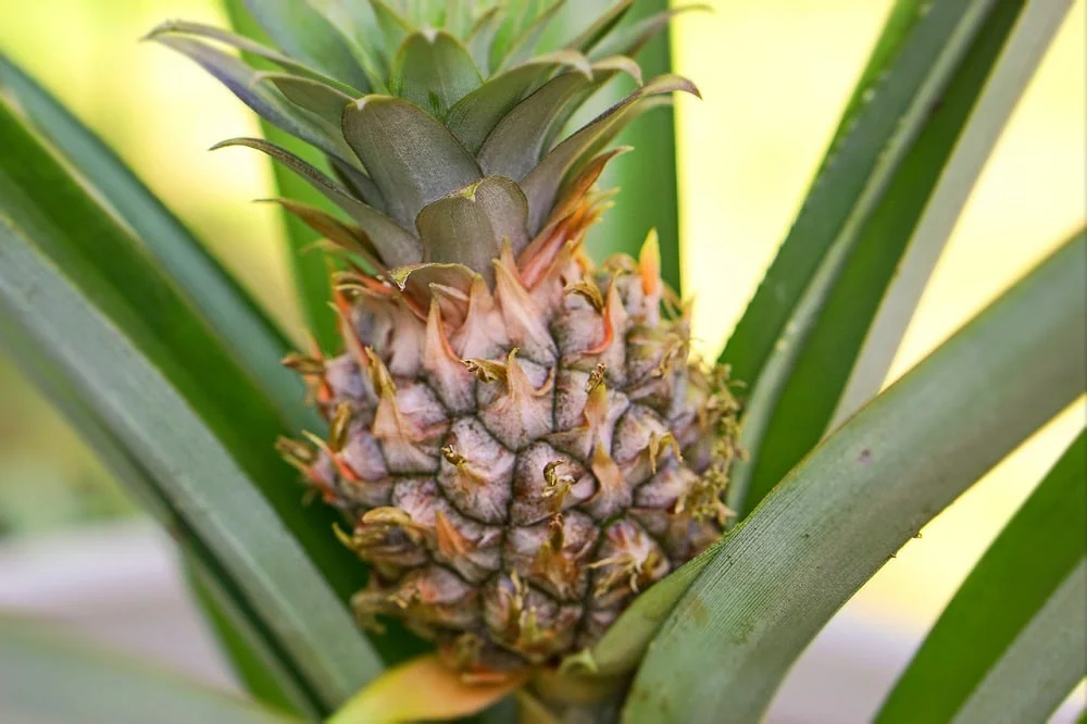 Ananas Raste Ananas si hravě vypěstujete na parapetu v paneláku. Je to snadné, tady ...