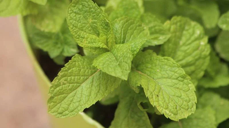 máta v květináči