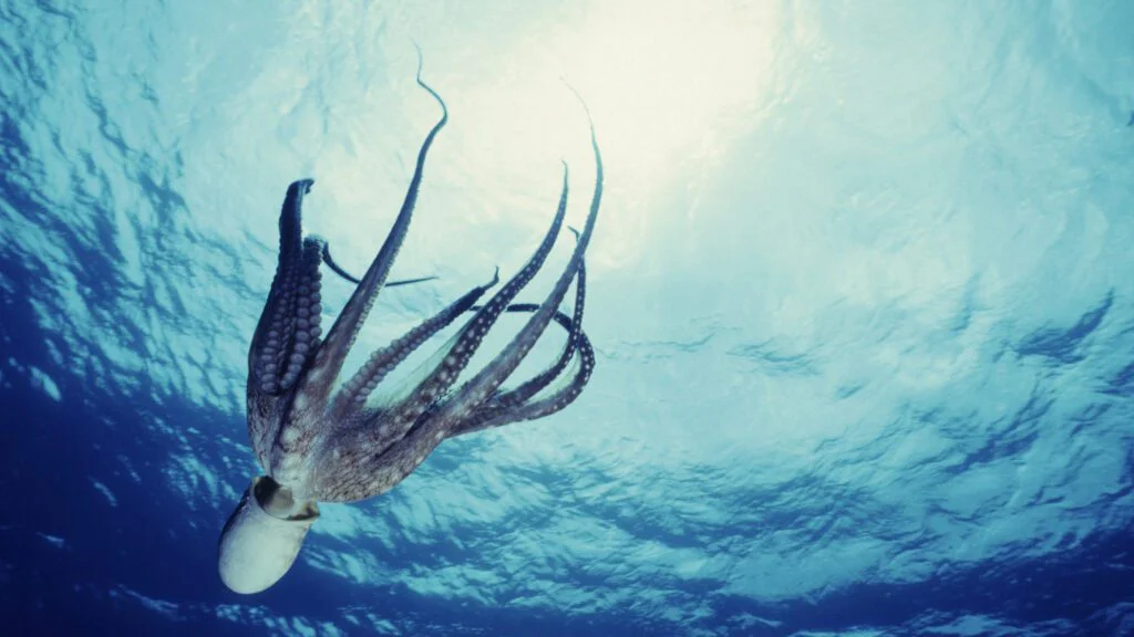 Poselství Světového dne chobotnic