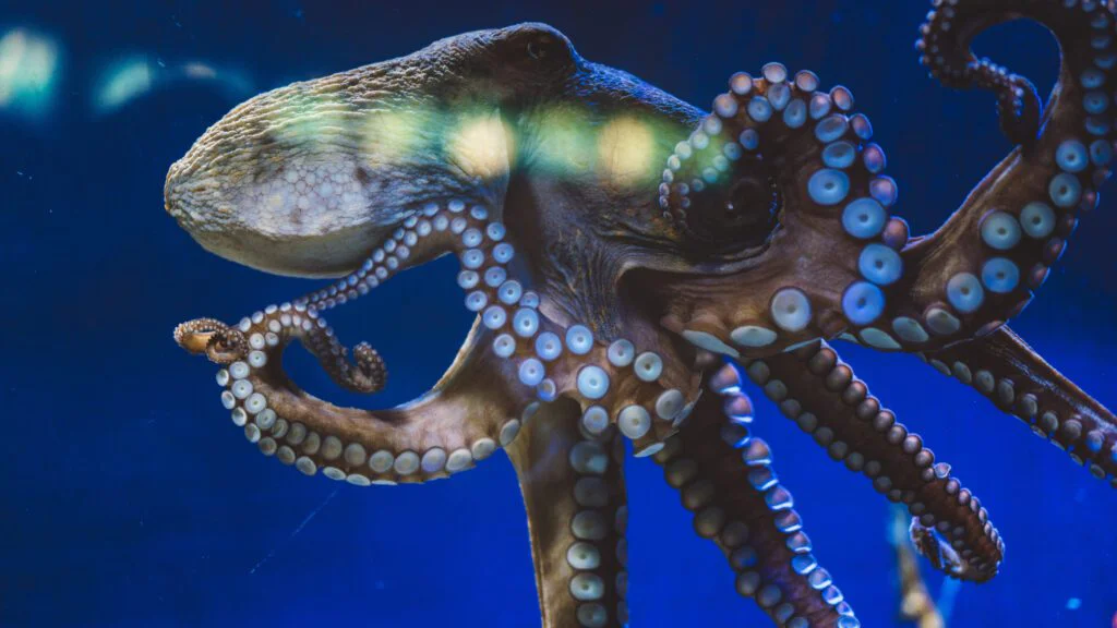 Adaptace na přežití v hlubinách 