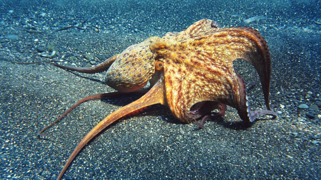 Hrozby a kruté zacházení