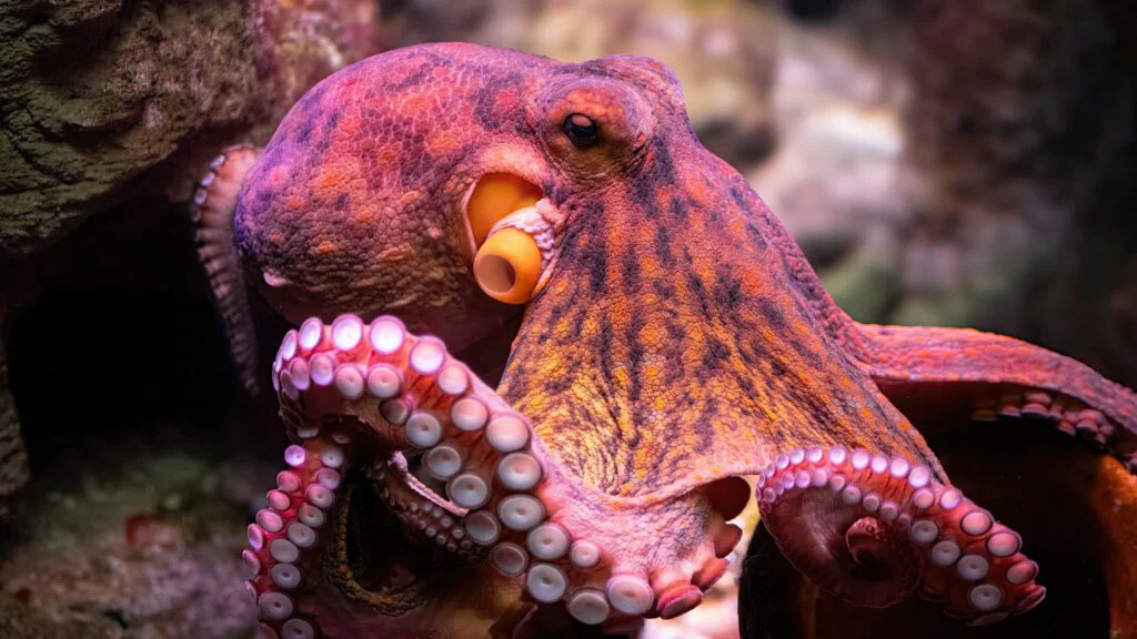 Jeden z nejstarších živočichů