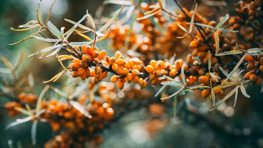 Rakytník řešetlákový