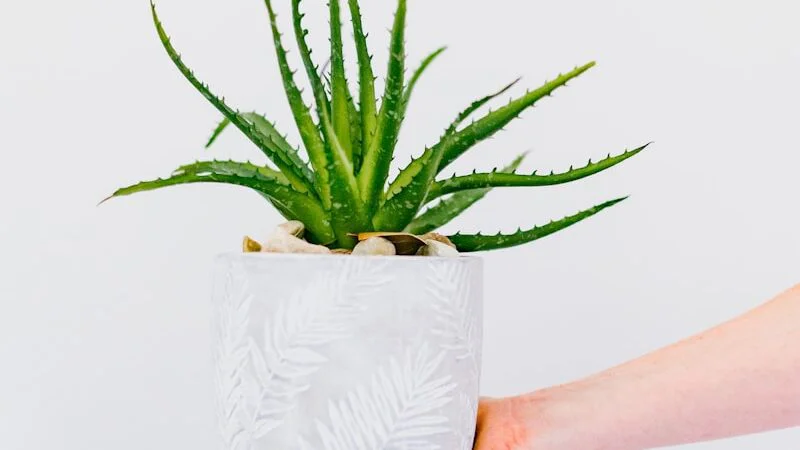 Aloe vera