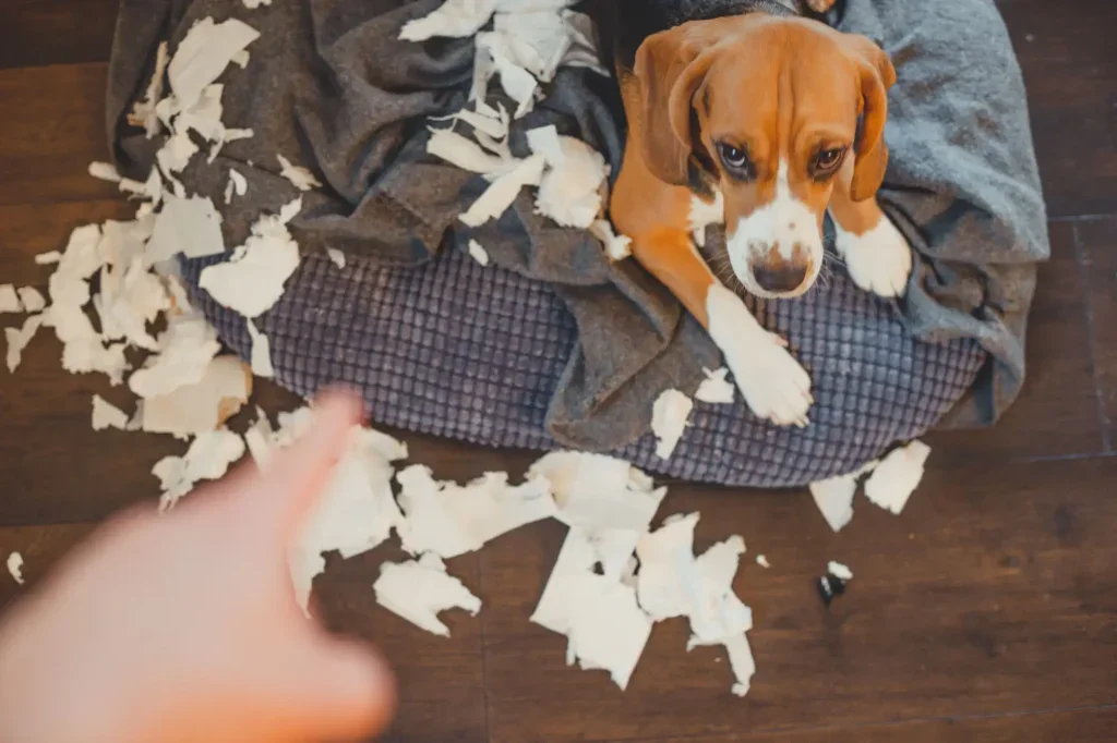 Pejsek se stydí za to, že rozkousal polštář
