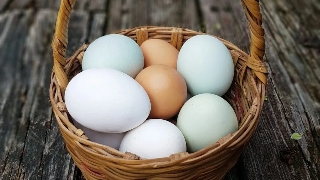 Náhrada vajíček z ekologického i ekonomického důvodu
