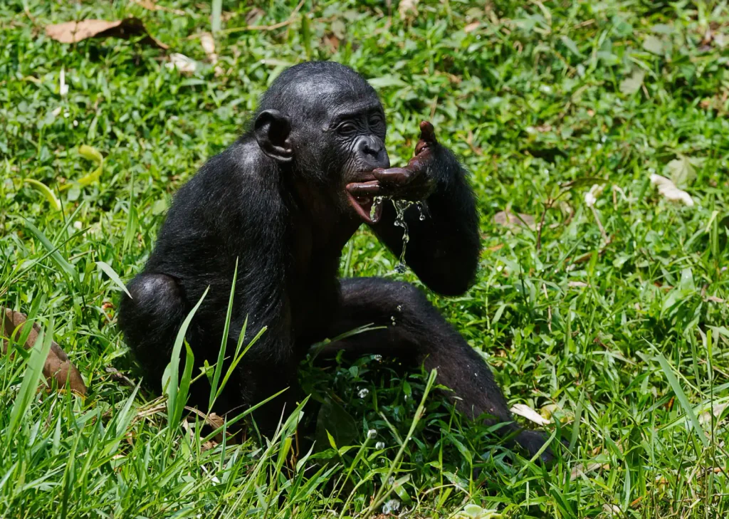 mladý šimpanz pije vodu