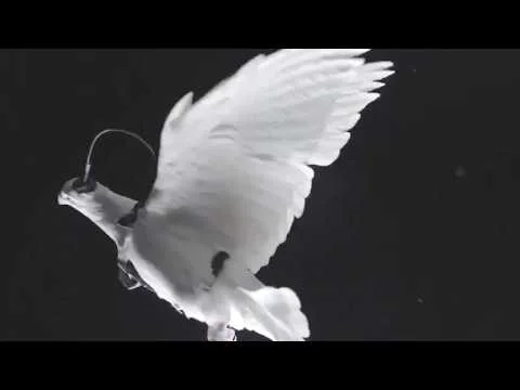 Video k článku ZDE