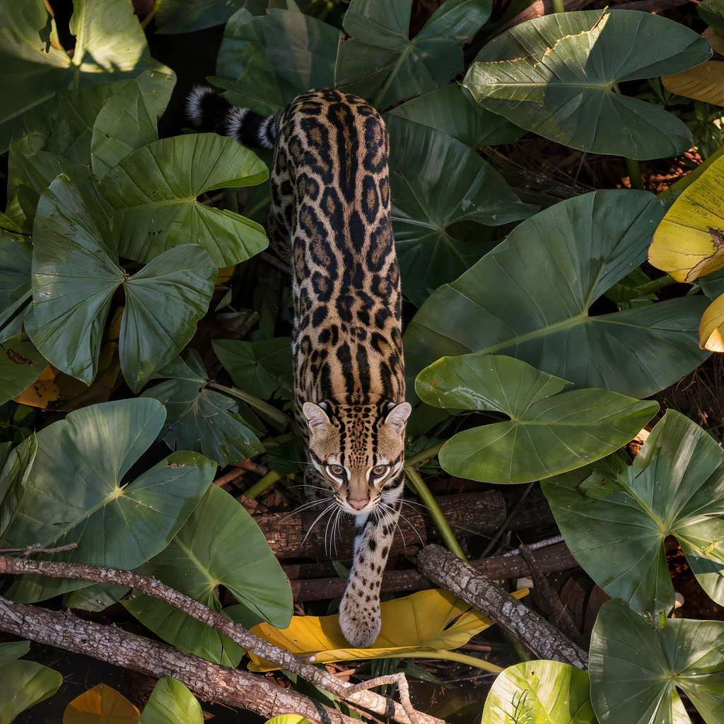 ocelot6
