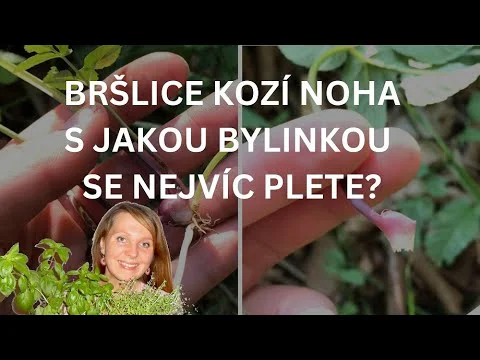 Video k článku