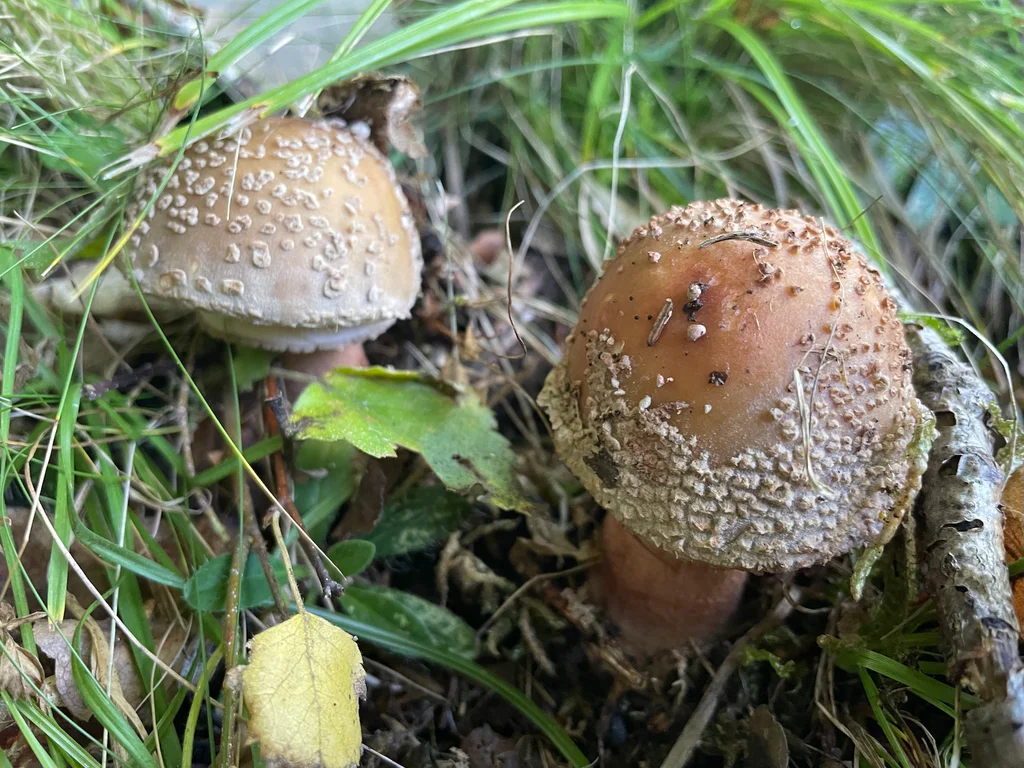 Muchomůrka růžovka