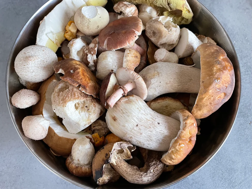 Houby k zavařování