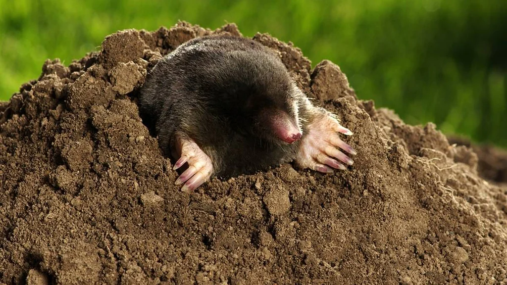 Mrkněte na zahradu, budete věštci, uvidíte počasí na Vánoce