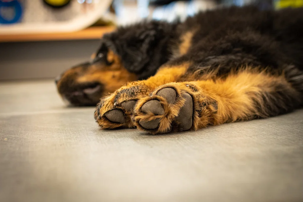 Péče o psí tlapky