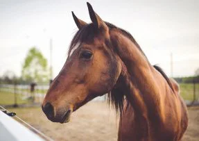 Hnědý kůň v ohradě