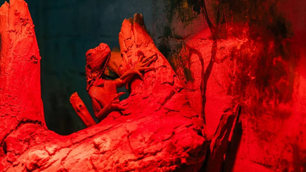 V zoo už ví proč používat červené světlo. Teď ho objevují i lidé