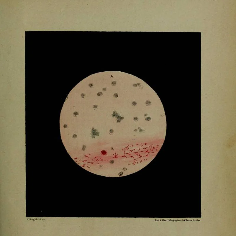 Hroch v zoo vás může vyděsit „krvácejícím“ potem. Vysvětlete to dětem a vnoučatům