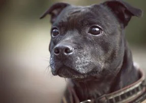 Hlava amerického stafordšírského teriéra