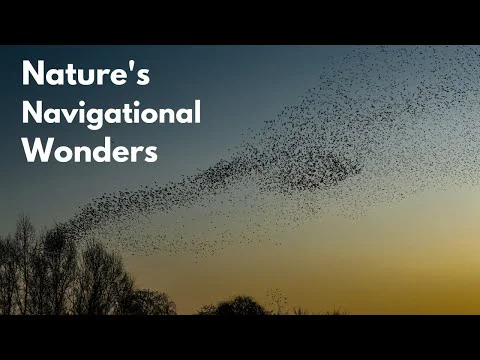 Video k článku ZDE