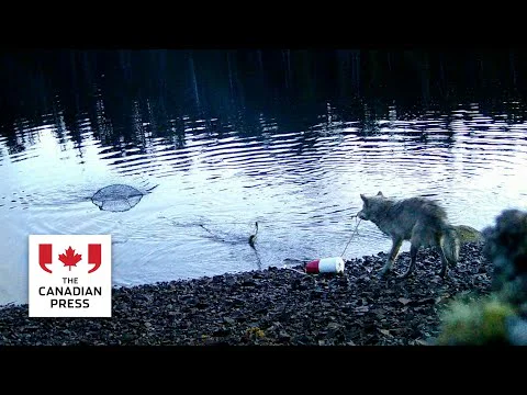 Video k článku ZDE