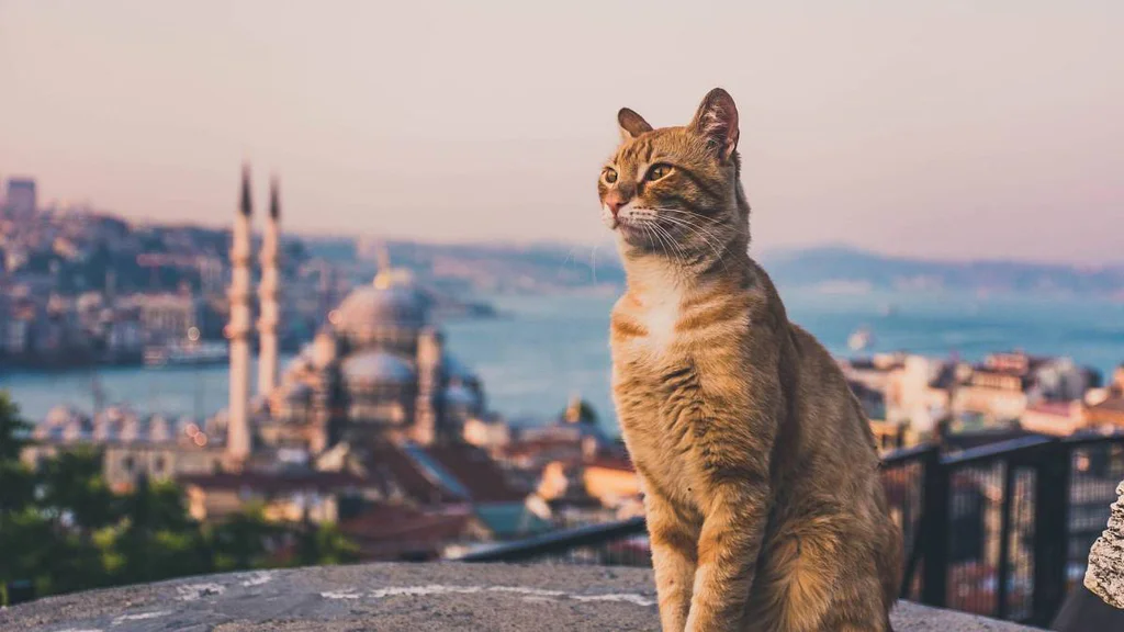 Města plná historie? Možná. Ale stejně se sem jezdí jen kvůli tomuto