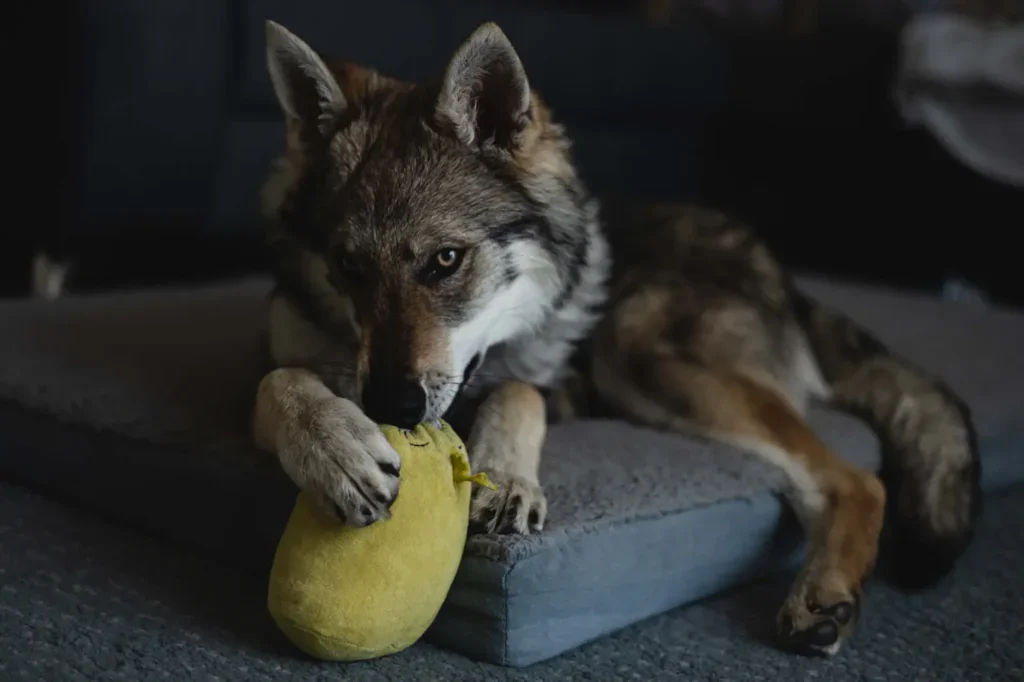 Ani štěněti bežné hračky nestačí. 