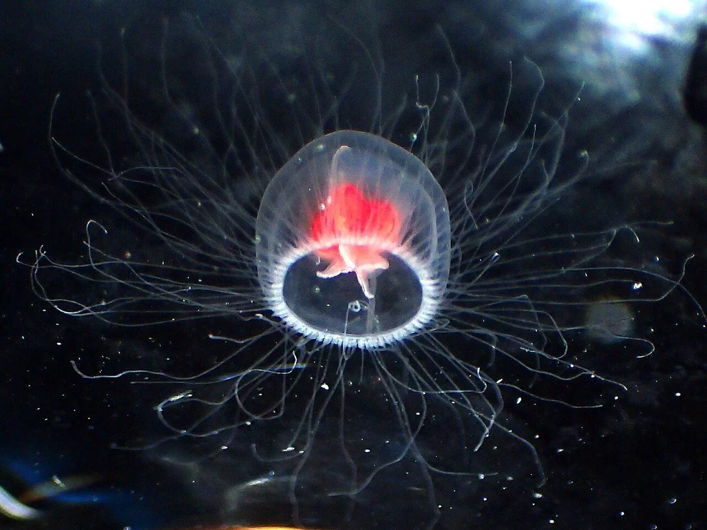 Turritopsis_rubra_10893105