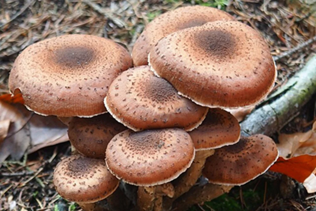 Obrázek k receptu: Podzimní elixír síly a zdraví: Consommé – silný vývar z hub a kachních kostí