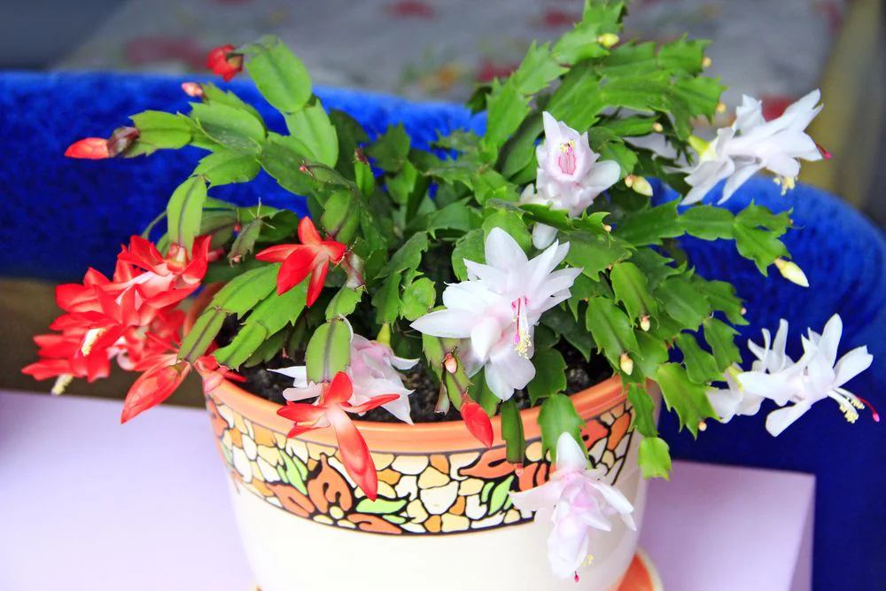 Jak se starat o vánoční kaktus