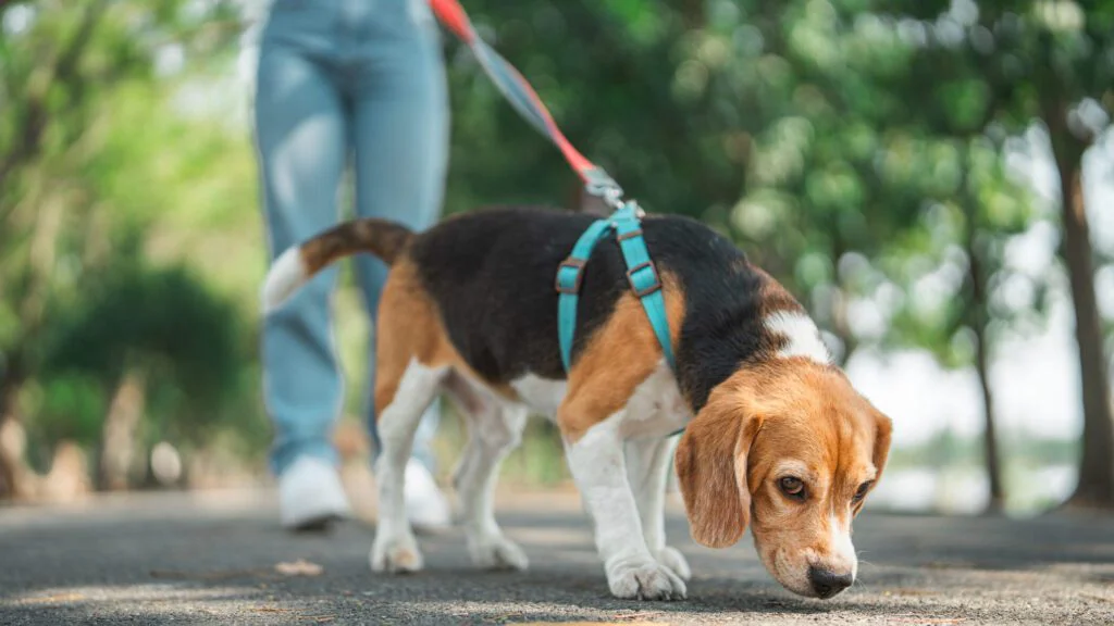 Psi mají opravdu extrémní čich