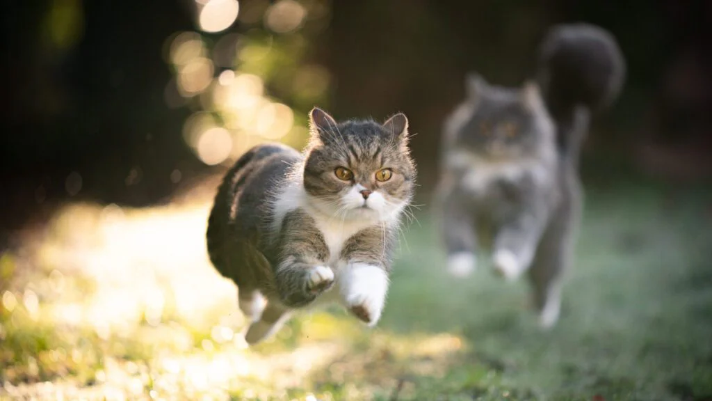 Kočky umějí vyskočit velmi vysoko