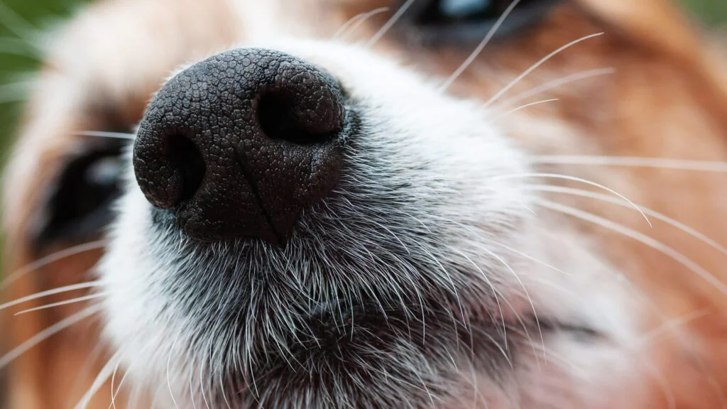Psí čenichy jsou jedinečné jako otisky prstů