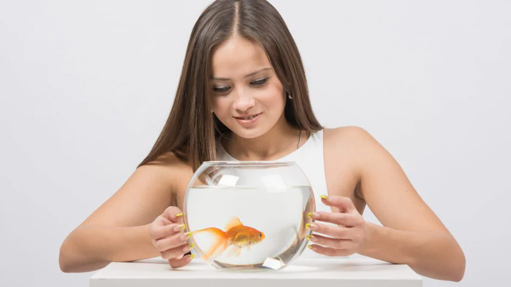 Zlaté rybičky opravdu patří mezi nejčastější domácí mazlíčky