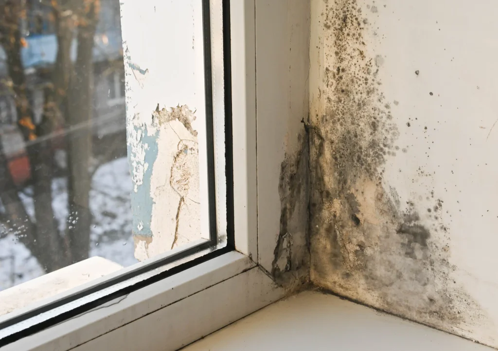 Plíseň v rohu okna