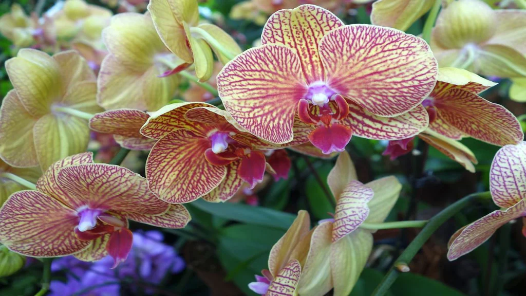 Exotické orchideje patří k nejkrásnějším pokojovkám