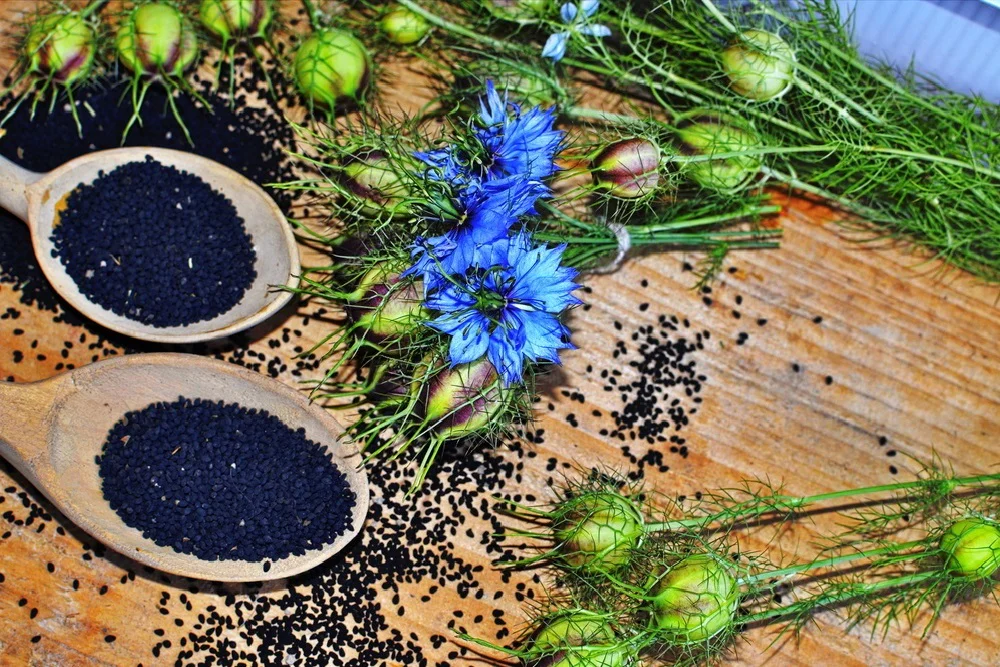 Květy a tobolky černuchy seté a její černá semínka na dřevěných lžících a na stole