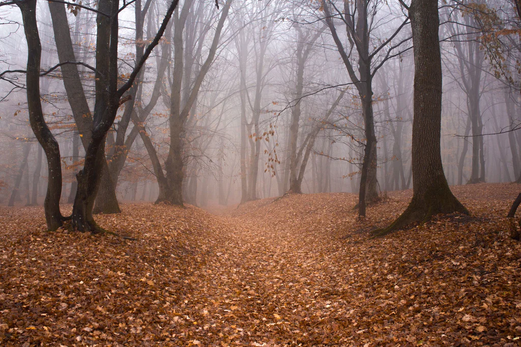 Hoia-Baciu2