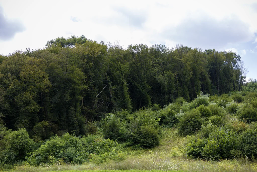Hoia-Baciu4
