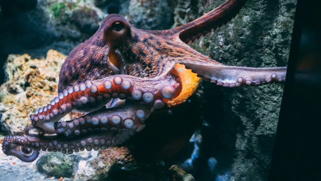 Může člověk kamarádit s chobotnicí?