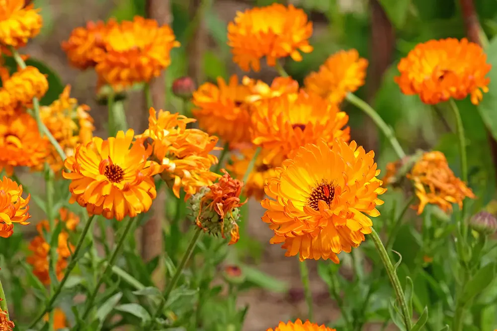 Měsíček lékařský