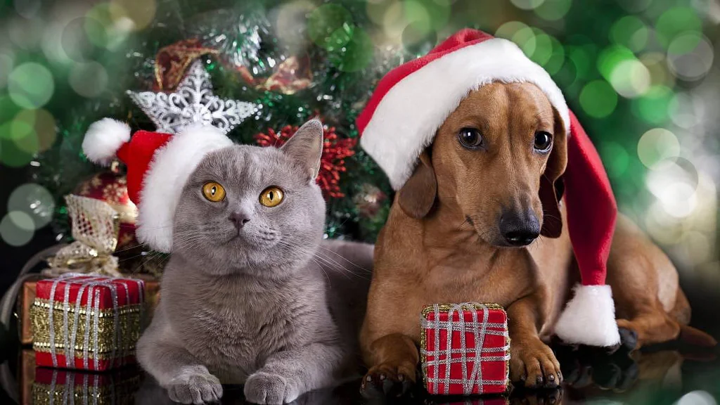 Nakupujete dárky? Nezapomeňte na toho, kdo vás má rád nejvíc