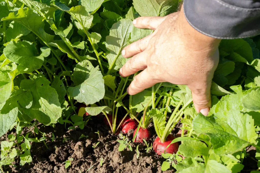 mužská ruka vytrhává ze země trs ředkviček