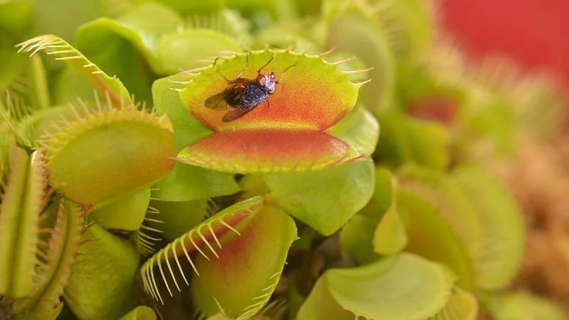 Zbavte se obtěžujících much u vašeho jídelního stolu: Tento domácí prostředek má každý ve své kapse na dosah