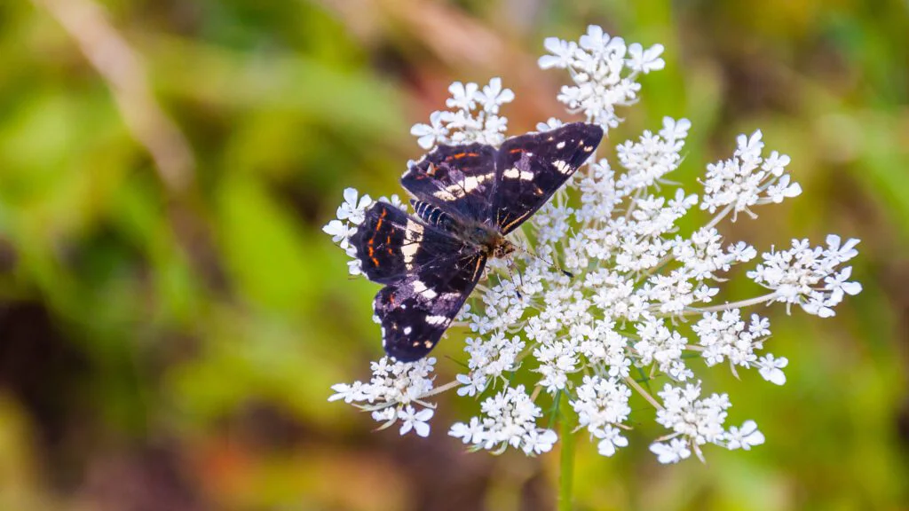Opomenutá bylina, ale velký účinek