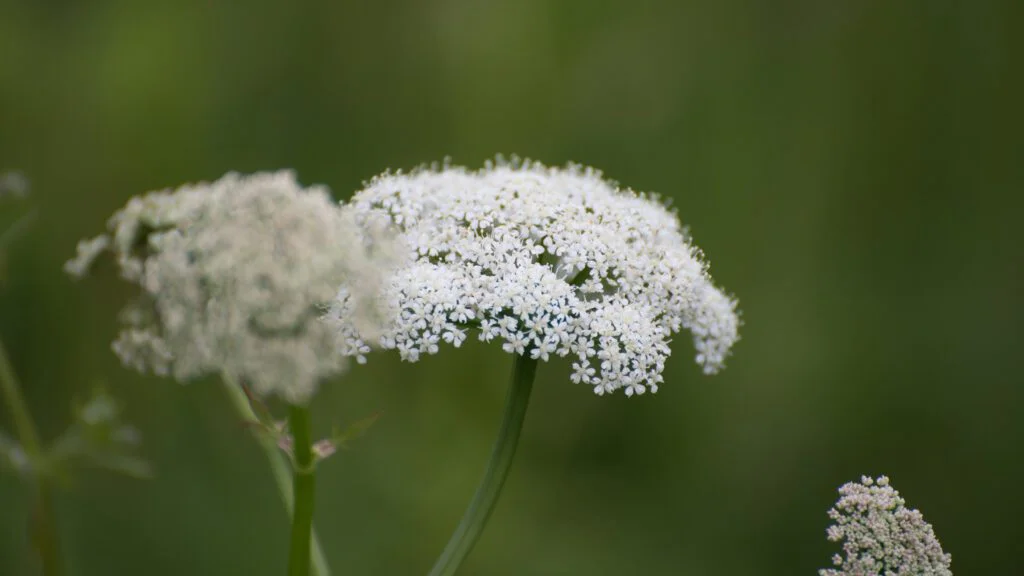 Detoxikace: Jak bedrník pomáhá čistit organismus